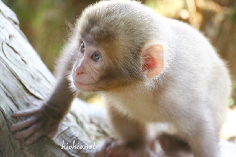 Iwateyama Monkey Park-Snow Monkeys. 