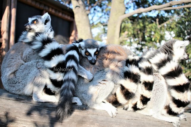 Kobe Animal Kingdom Japan visit (Ring Tailed Lemurs).